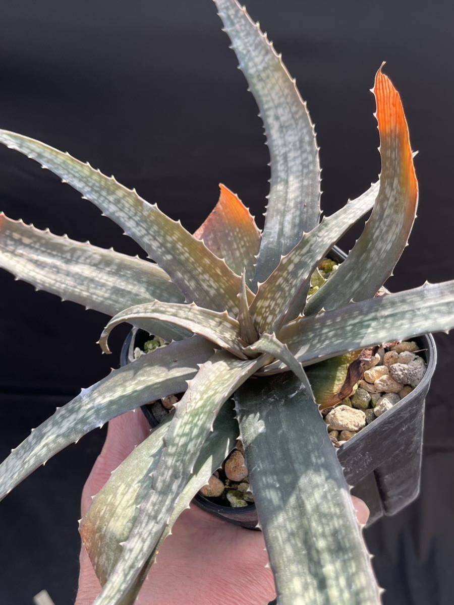 Yahoo!オークション - アロエ Aloe ankaranensis アンカラネンシス 後