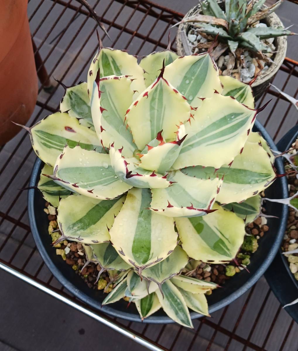 Yahoo!オークション - アガベ スーパークラウン 子株1