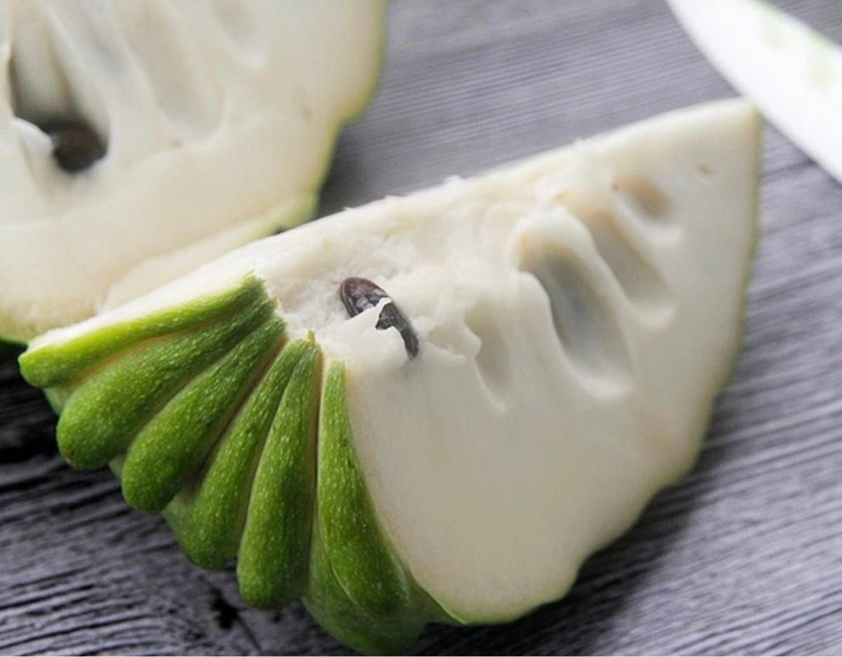 希少 アテモヤ取木苗木(大) 釋迦頭シャカトウ 鳳梨釋迦 森のアイス