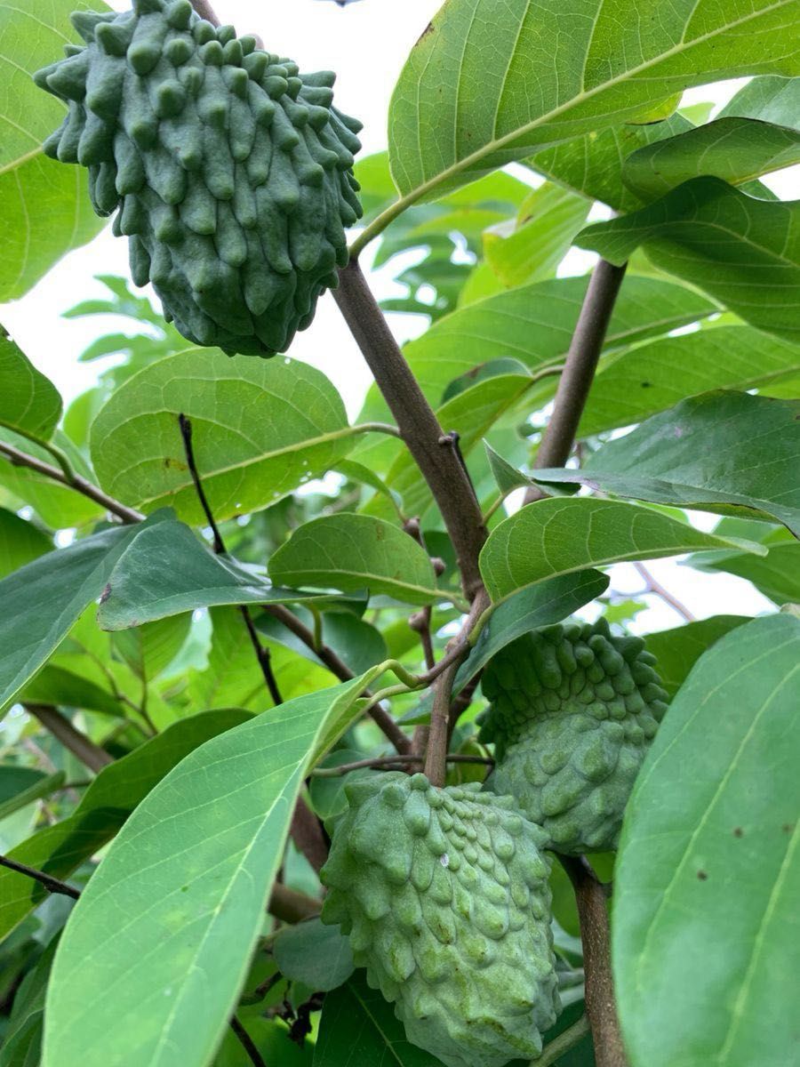 希少 アテモヤ取木苗木(大) 釋迦頭シャカトウ 鳳梨釋迦 森のアイス