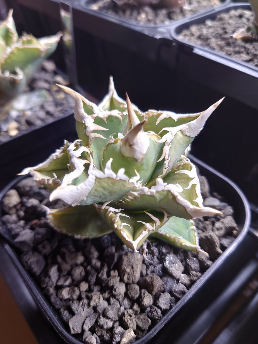 Yahoo!オークション - アガベ チタノタ ivory wa【超希少】 検索 コaga