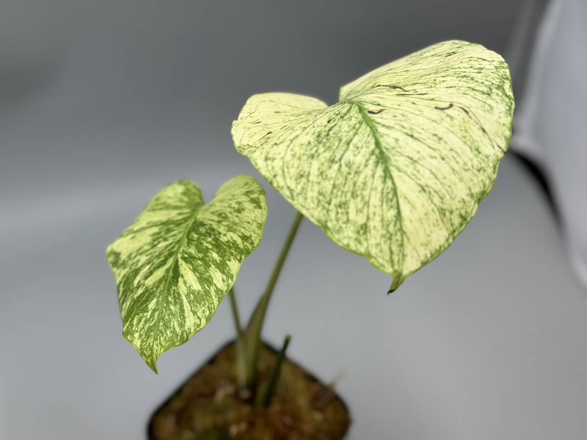 Yahoo!オークション - ハイクオリティ モンステラ デリシオーサ サイア