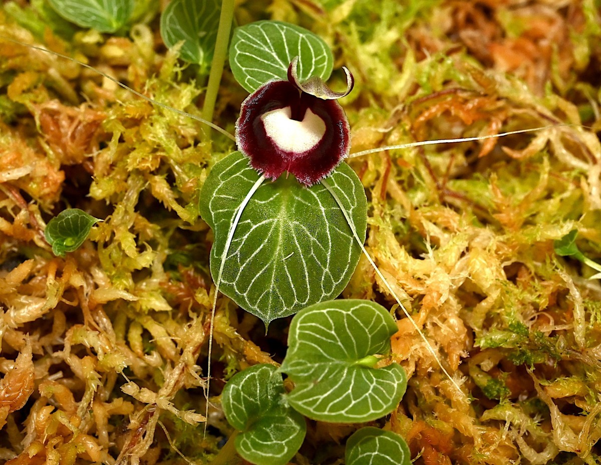 Yahoo!オークション - 洋蘭原種 (711) 人気のコリバス Corybas pictus