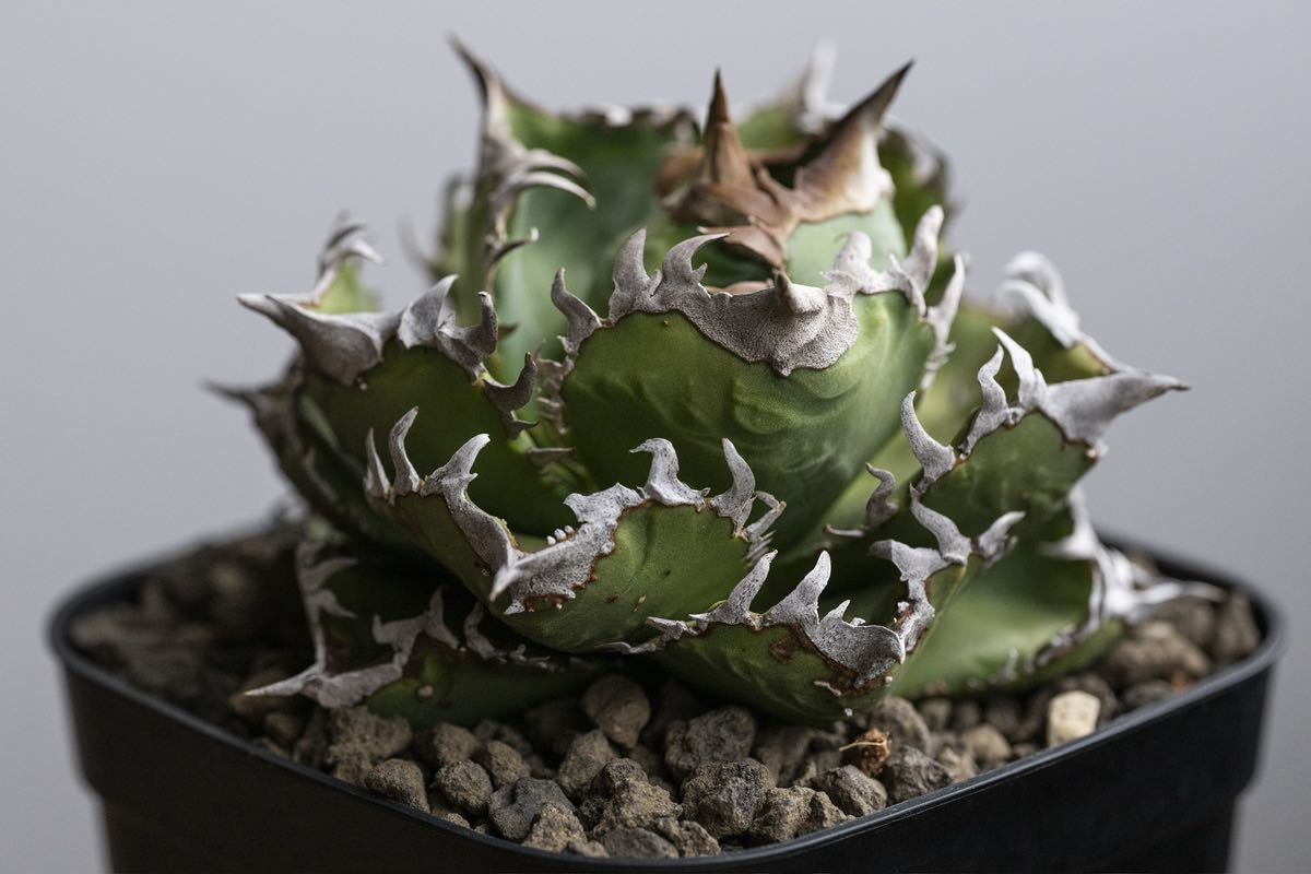 Yahoo!オークション - アガベ チタノタ CJ-11 子株のみ / cj special