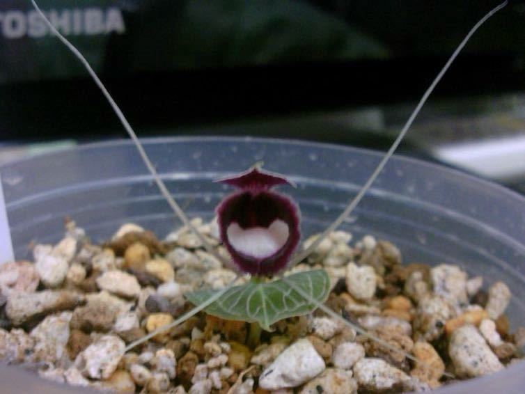 コリバス ピクタスCorybas pictus Sabah 球根 山野草 洋ラン 原種 2球