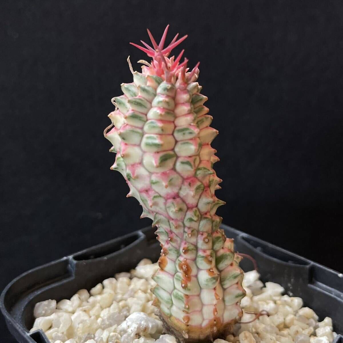 Yahoo!オークション - ユーフォルビア 群星冠錦 サボテン 多肉植物 刺