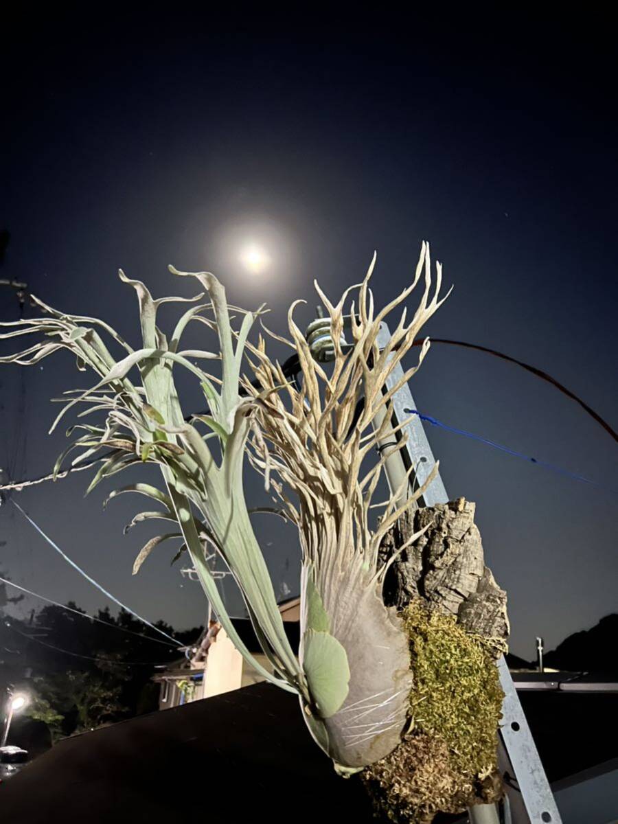 Yahoo!オークション - P. veitchii wild (vp#17) 【vandaka】ビカクシ