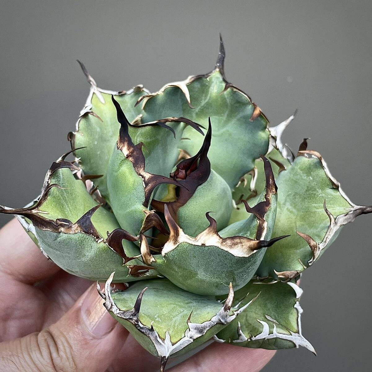 Yahoo!オークション - うねうね アガベ チタノタ 黒鯨 子株のみ 多肉植