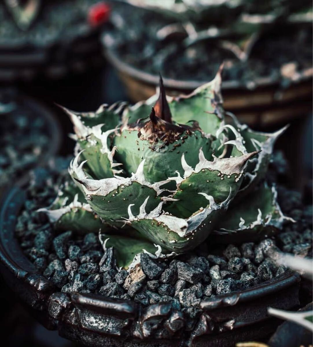 Yahoo!オークション - アガベ チタノタ 【冰雹】発根済み /検 緑犀牛