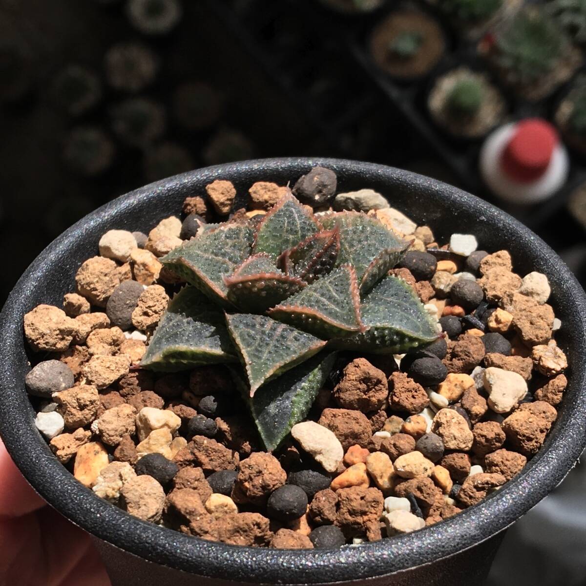 Yahoo!オークション - 【原種】 ハオルチア マクマトリー H. mcmurtryi