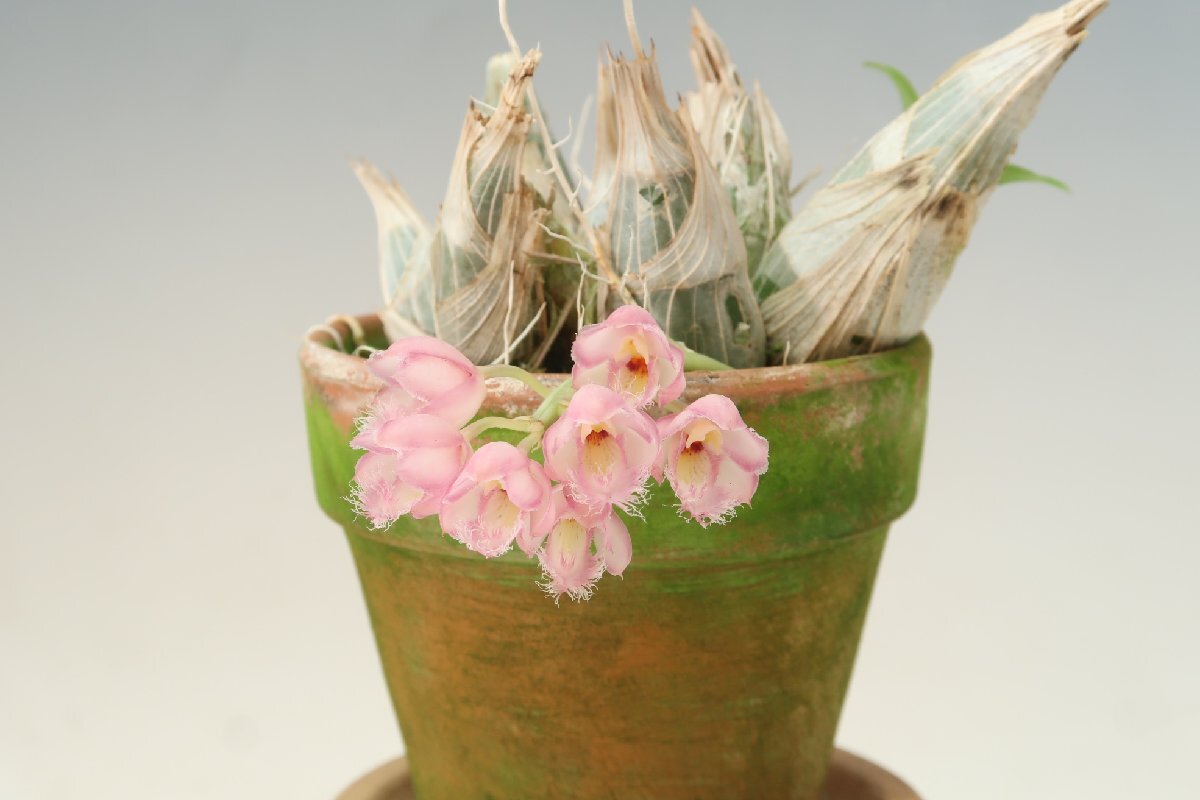 Yahoo!オークション - 洋蘭 カタセタム系 タケノコ系 クロウェシア TA1