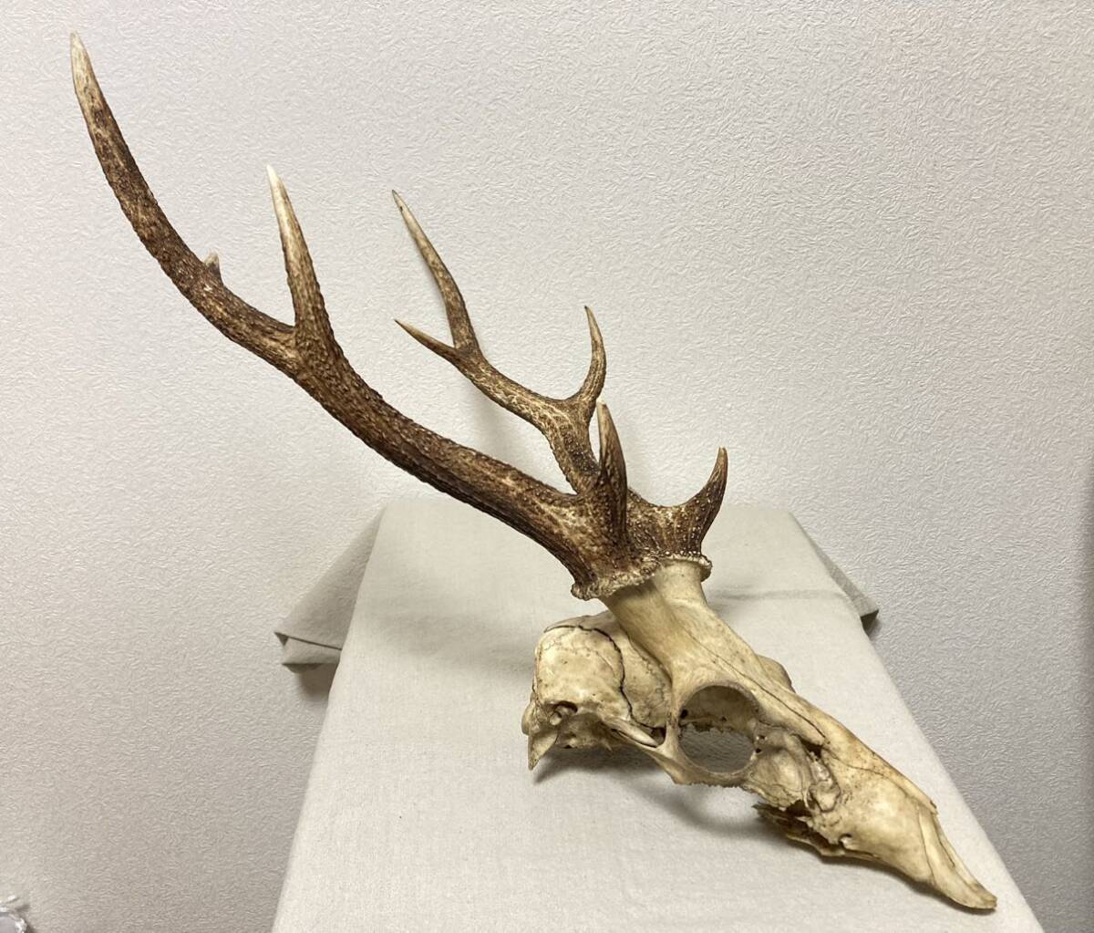 訳あり】シカの角 鹿の角 頭蓋骨付 雄鹿 ニホンジカ ハンティング