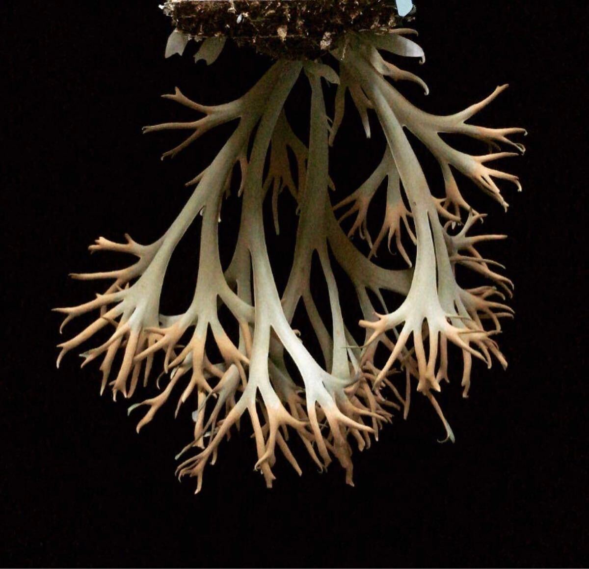 P. willinckii 'Stardust' ウィリンキー【vandaka】ビカクシダ-鹿角蕨