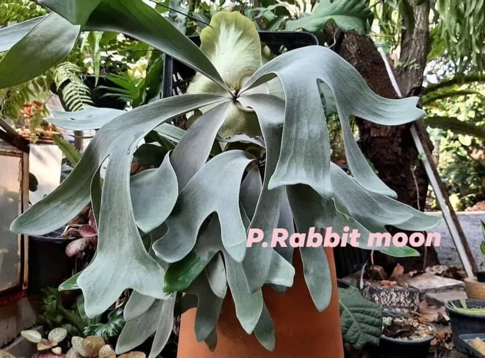 Yahoo!オークション - F25 P. Rabbit Moon OC pup 子株 株分け