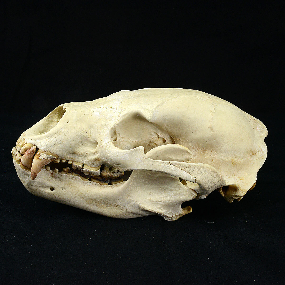 Yahoo!オークション - 【稀少】ツキノワグマ頭骨・熊頭骨・頭蓋骨 熊の