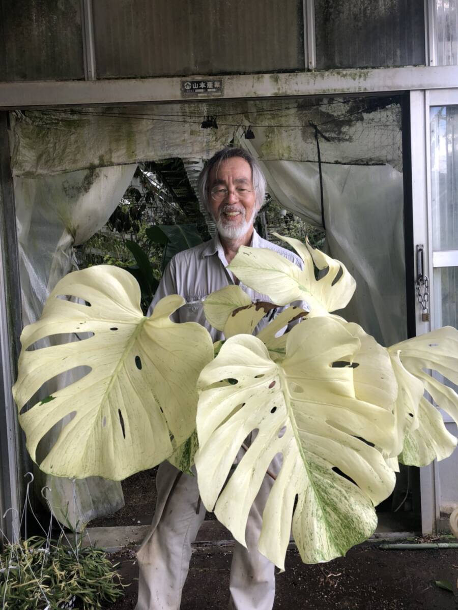 Yahoo!オークション - KN 本物 モンステラ デリシオーサ 'ホワイト