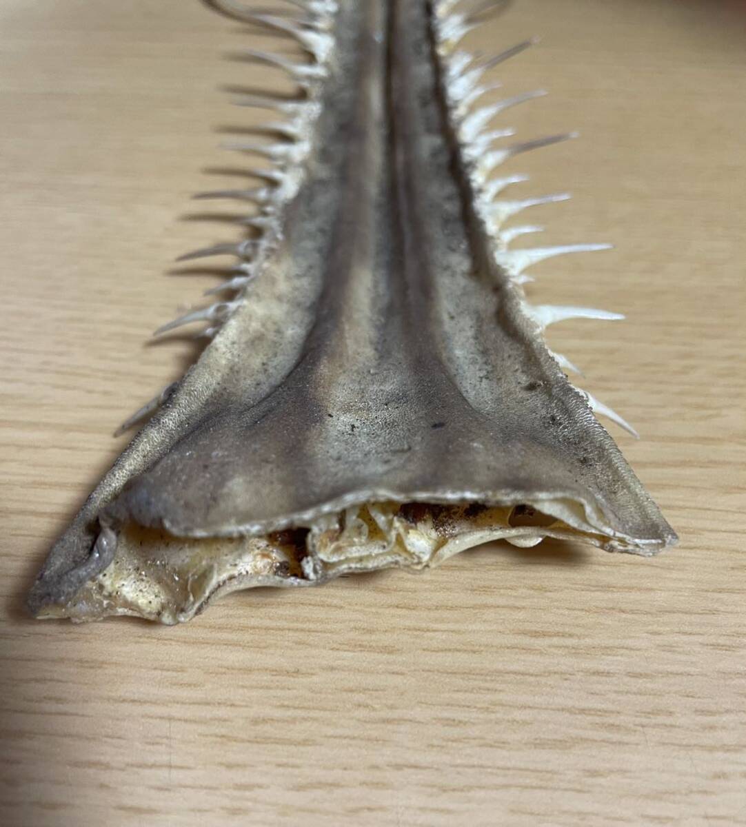 Yahoo!オークション - ノコギリザメの吻 サメの歯 鮫 骨格標本