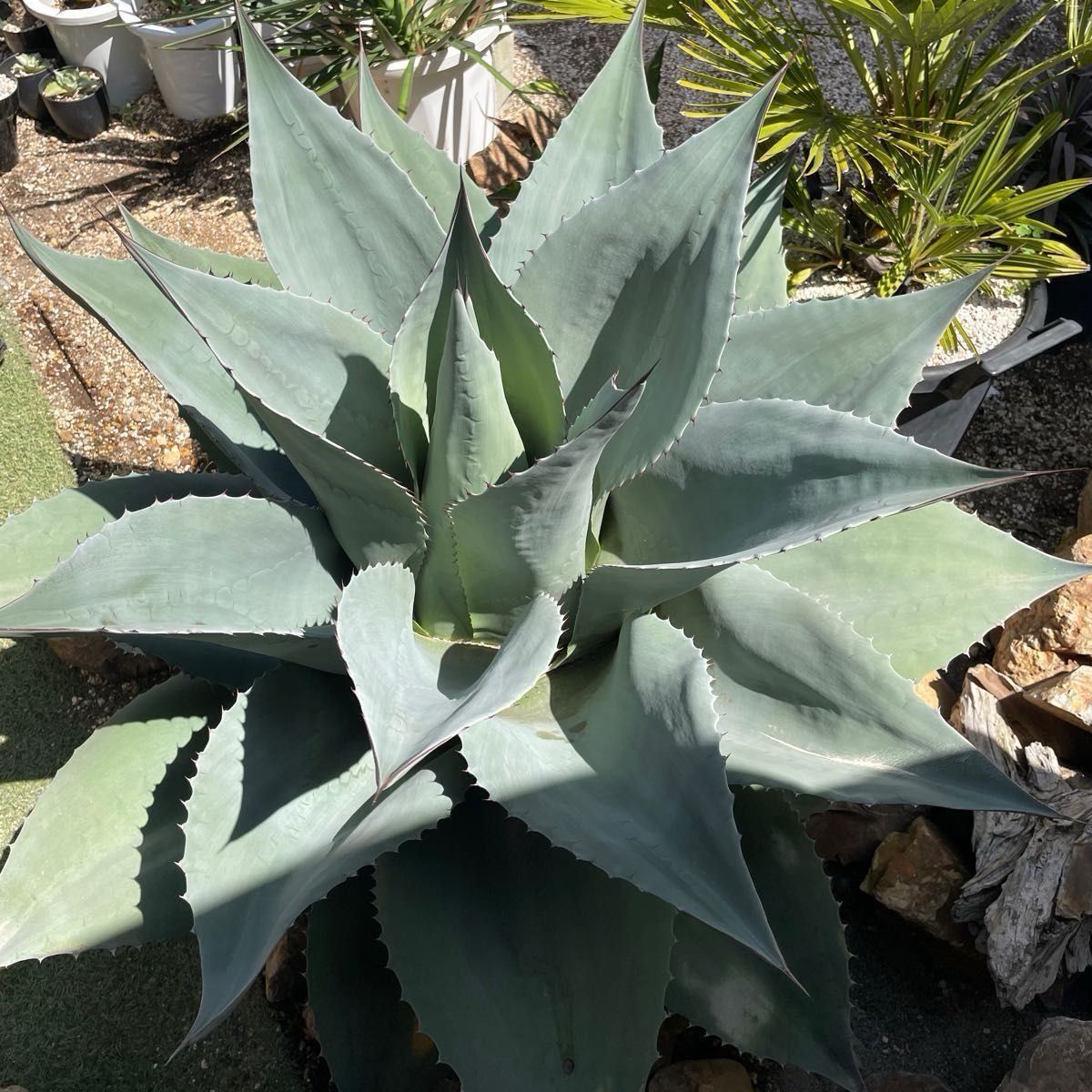 アガベ フロスティブルー オバティフォリア｜Yahoo!フリマ（旧PayPay