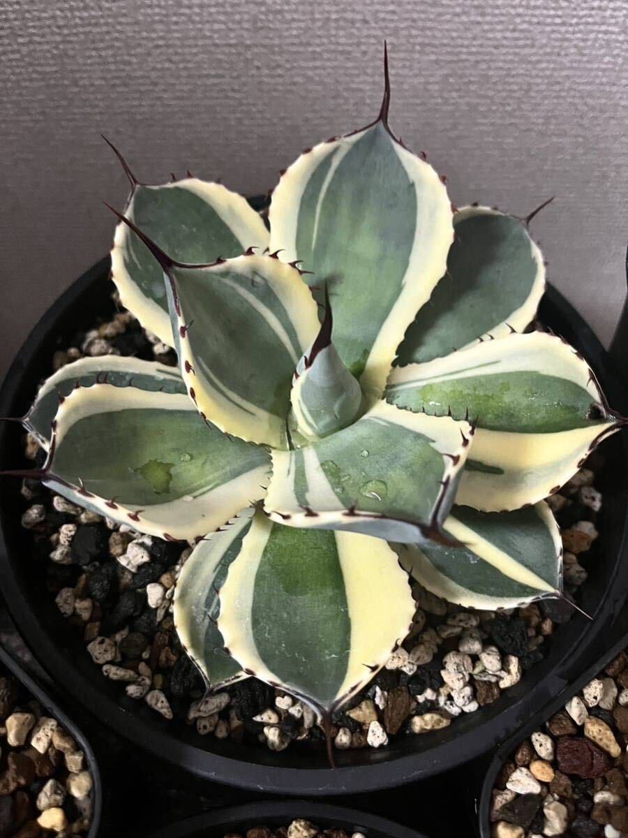 Yahoo!オークション - 発根済み アガベ パリー トランカータ オリザバ