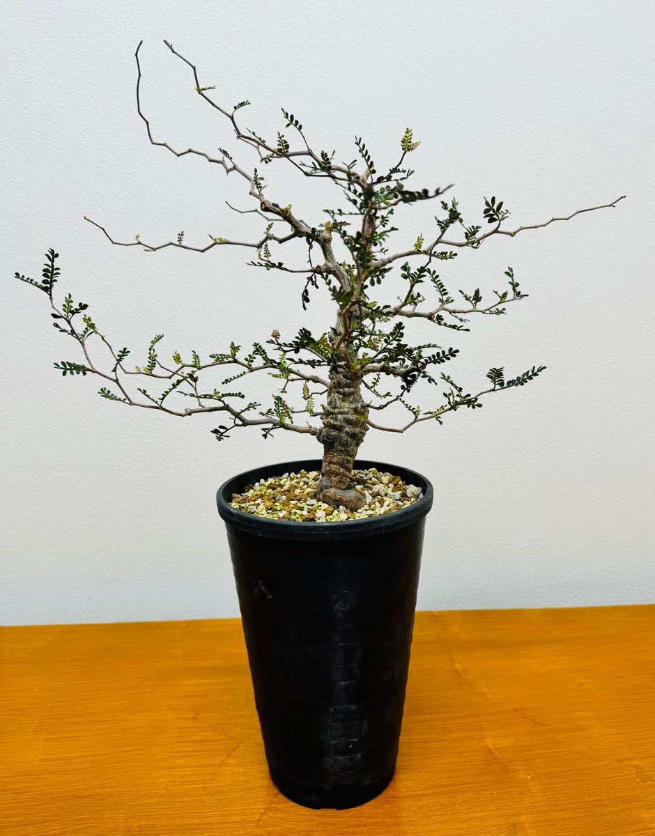 オペルクリカリア・パキプス 実生10年株 コレクション株｜Yahoo!フリマ