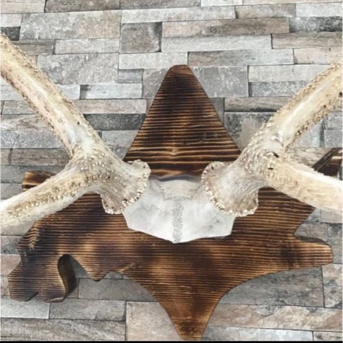 北海道 エゾシカ 鹿の角 トロフィー 台座付き オブジェ インテリア