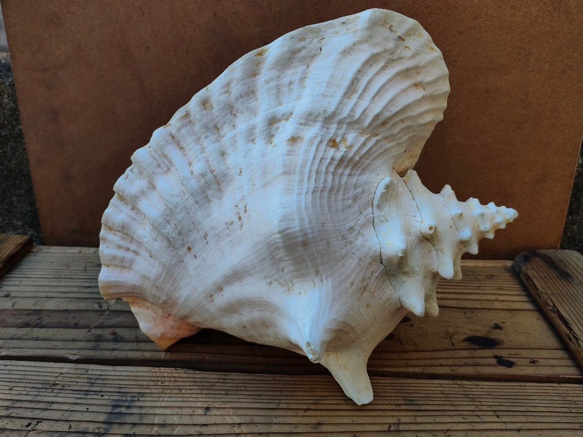 桃色法螺貝 ピンク貝 ホラガイ 法螺貝 ほら貝 巻貝 コンク貝 オブジェ