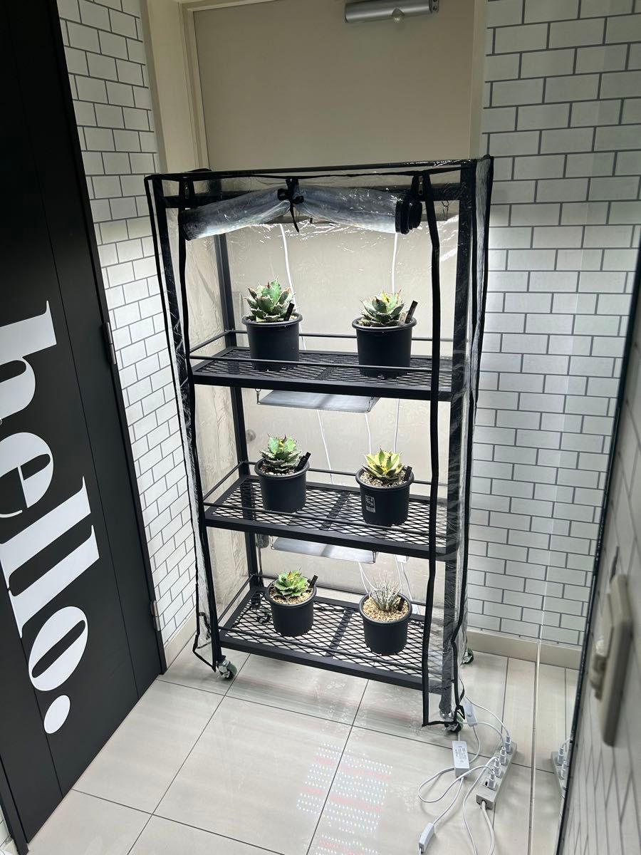 ビニール温室 植物棚 アイアンシェルフ アガベ パキプス 塊根 スチール