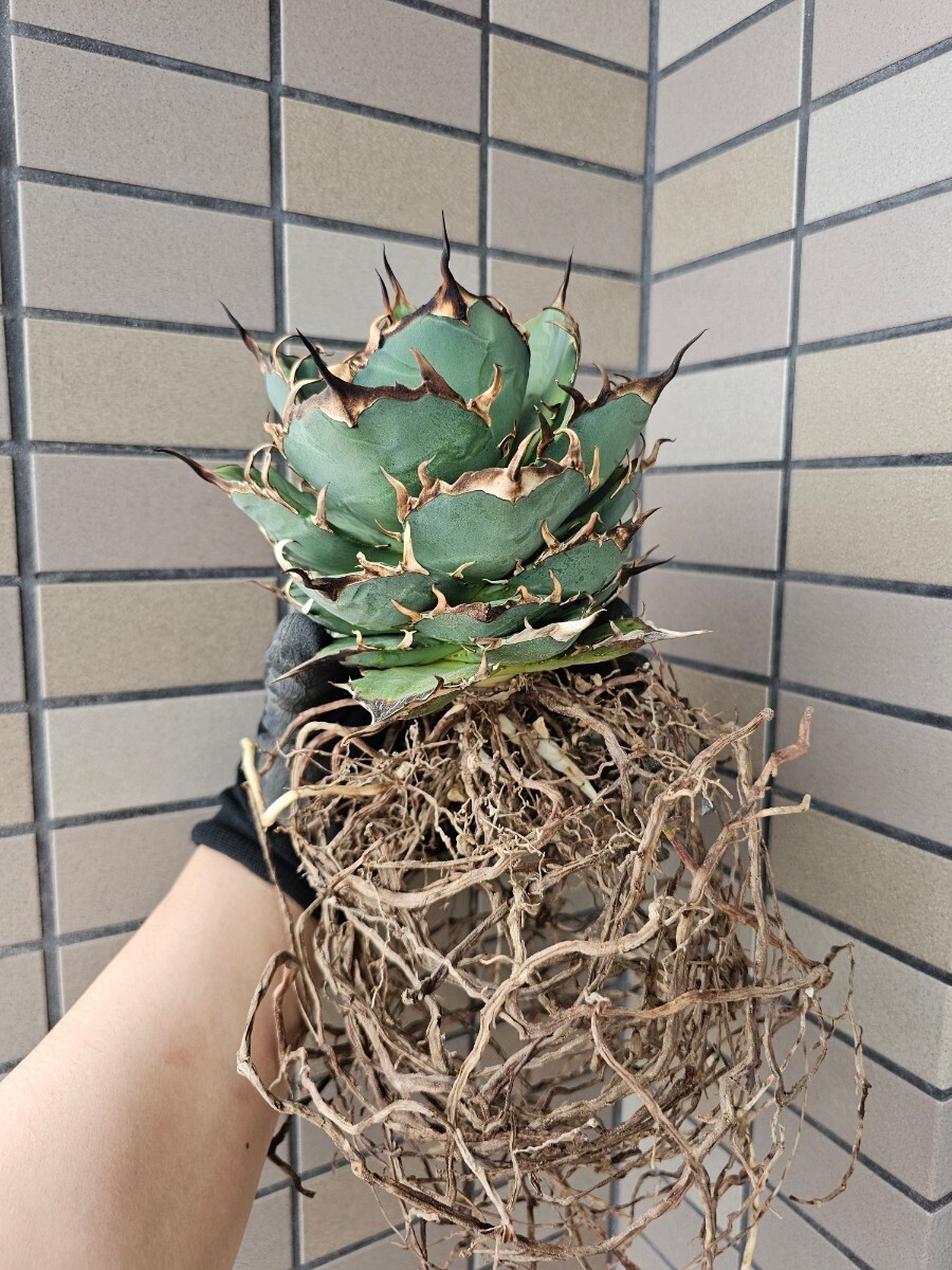 Yahoo!オークション - アガベ チタノタ ハデス Hades 大株 子株3つ付き