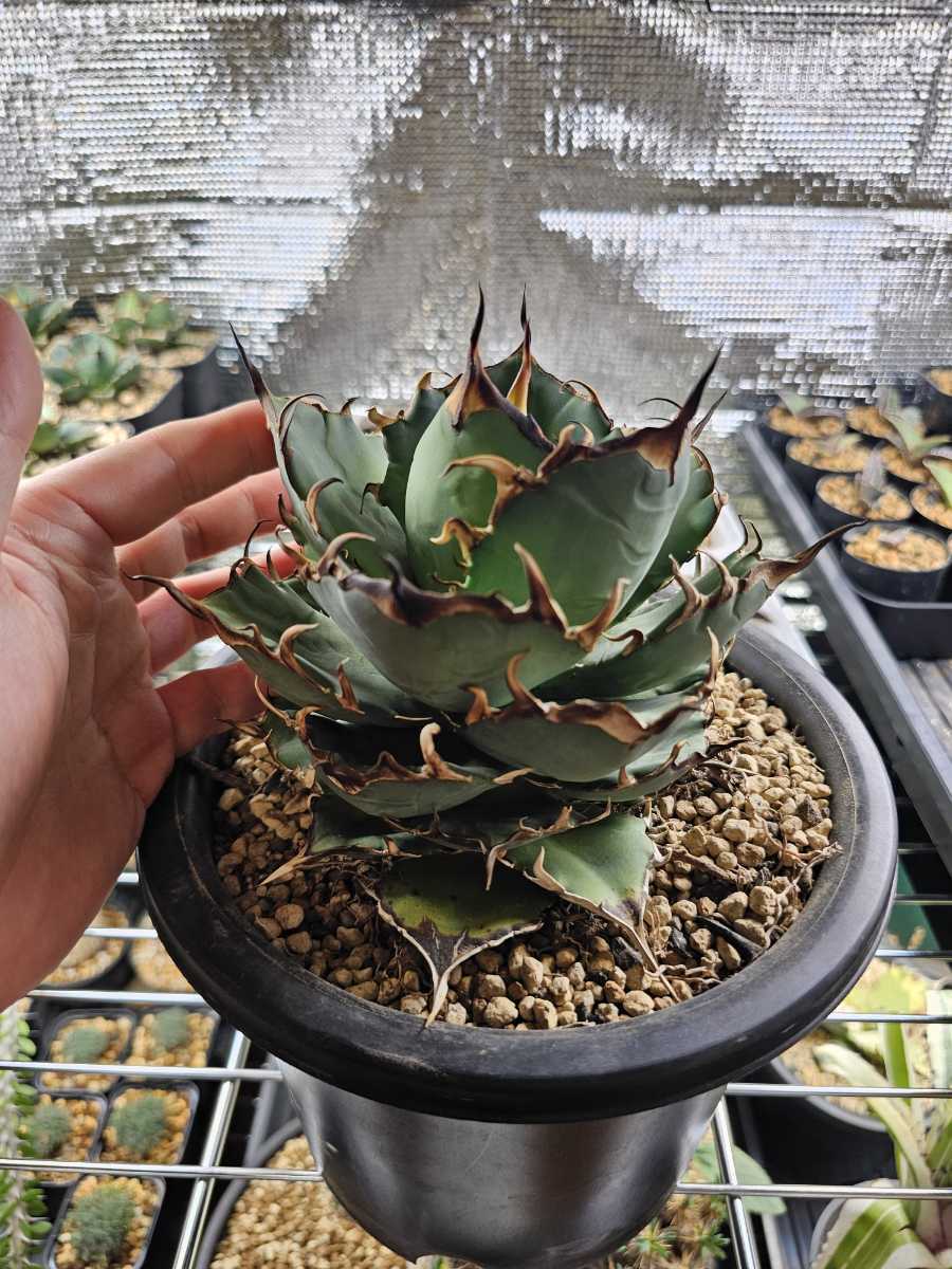 Yahoo!オークション - アガベ チタノタ ハデス Hades 大株 子株3つ付き