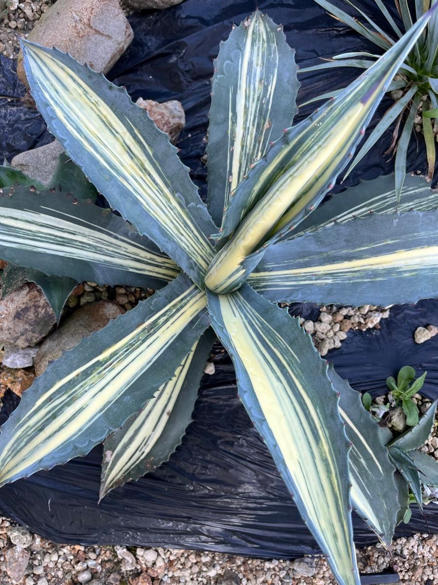 希少 アガベ アメリカーナ 白縞斑 子株 americana｜Yahoo!フリマ（旧