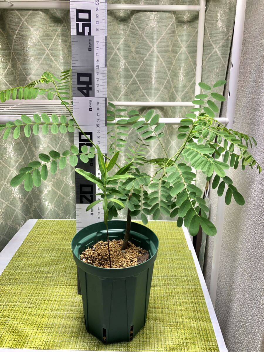 白檀 ビャクダン 香木 苗木（ローズウッド苗木に寄生） 超希少 耐寒性