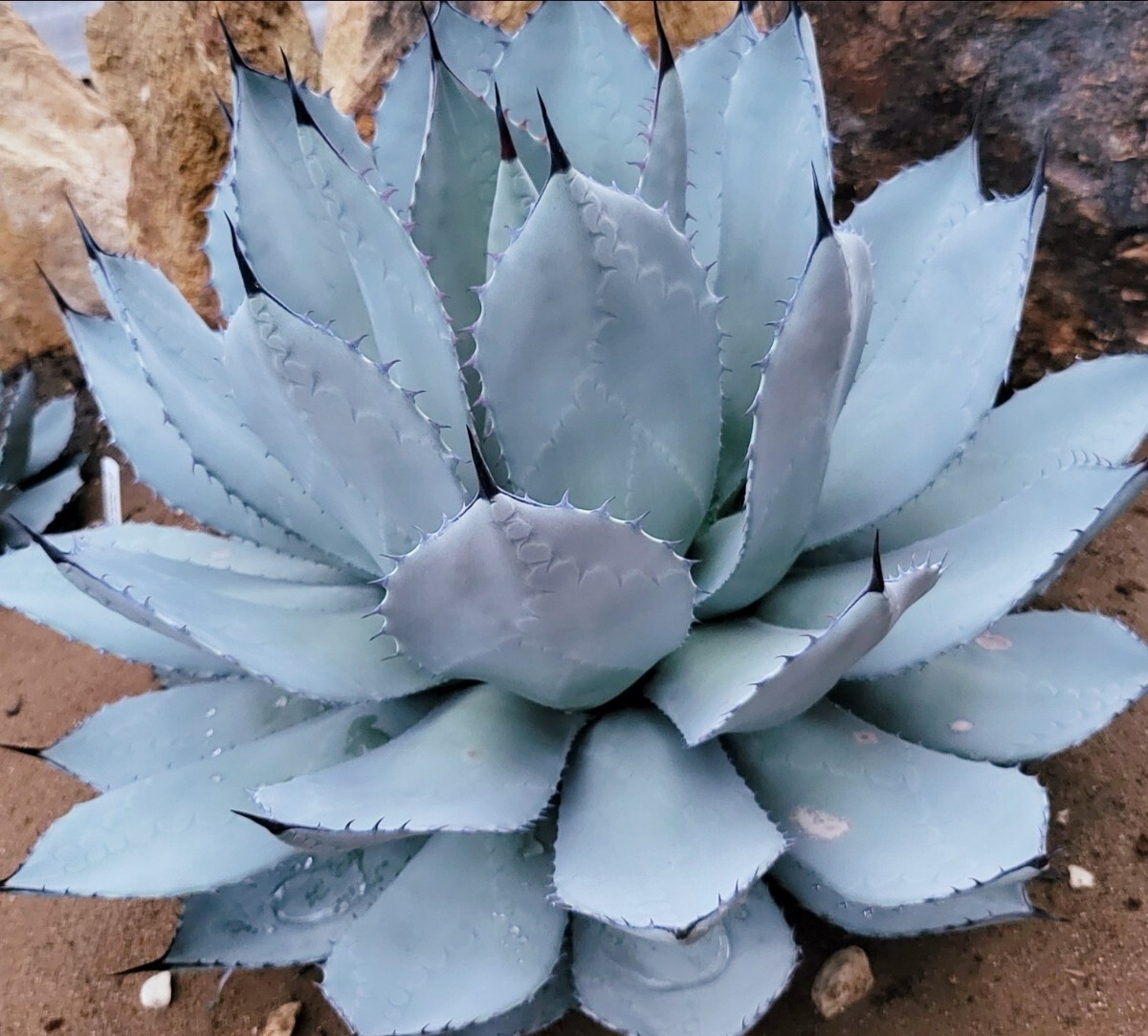 Yahoo!オークション - 稀少【姫吉祥天】アガベ パリー 姫吉祥天 検索