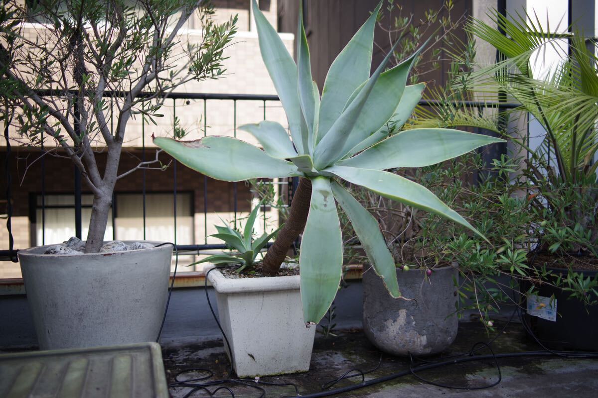 Yahoo!オークション - アガベアテナータ・ボーチンブルー 幅1m超の大株