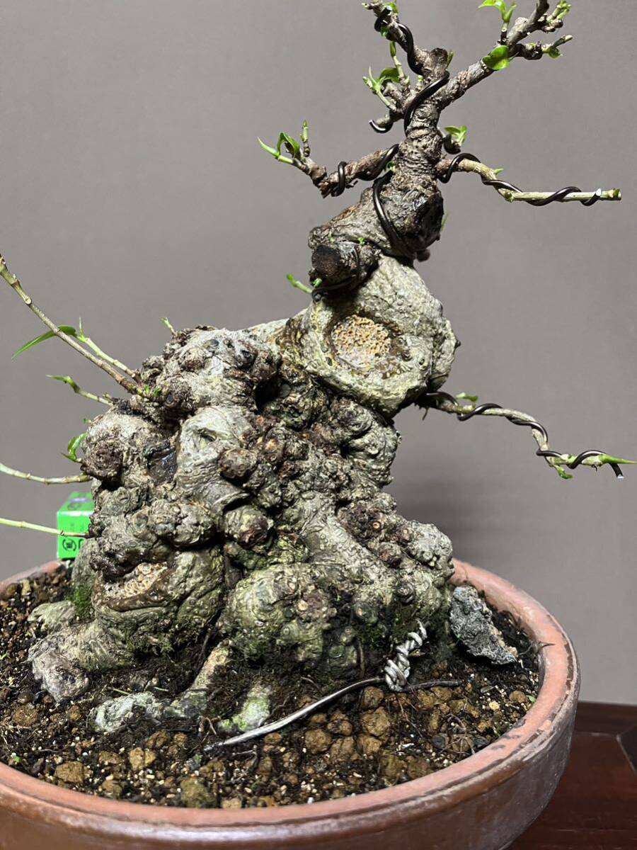 Yahoo!オークション - 丸幹極太イボガジュマル