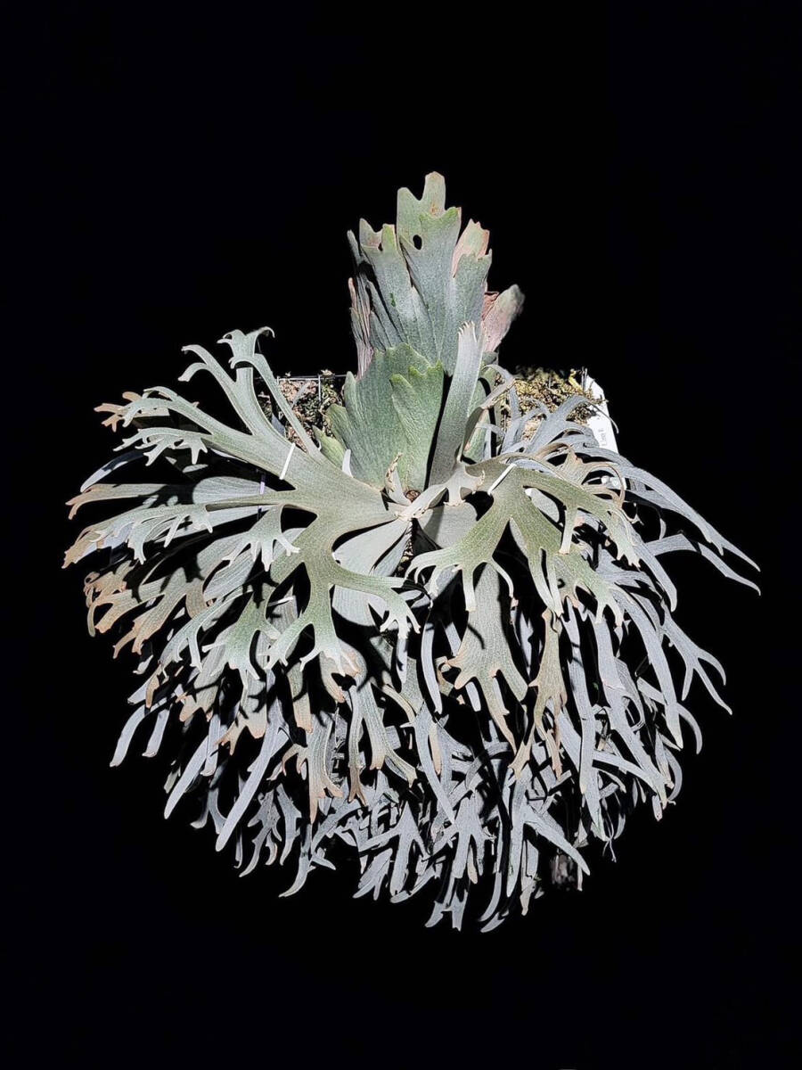 P willinckii 'Jenny' TC② ＠ビカ森wife ウィリンキージェニー板付品