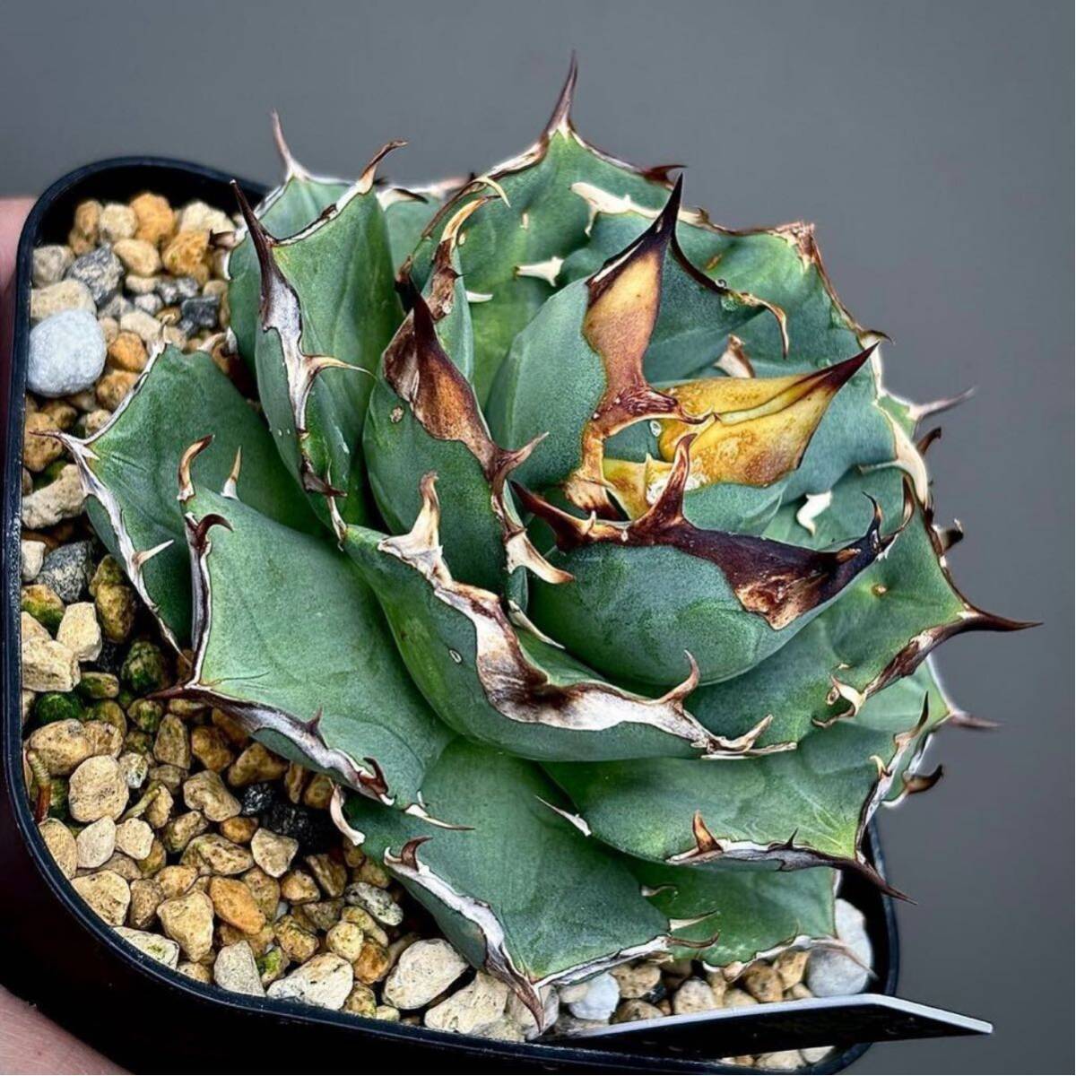 Yahoo!オークション - 子株のみ アガベ クラウンイーグル 冠鷹 多肉植