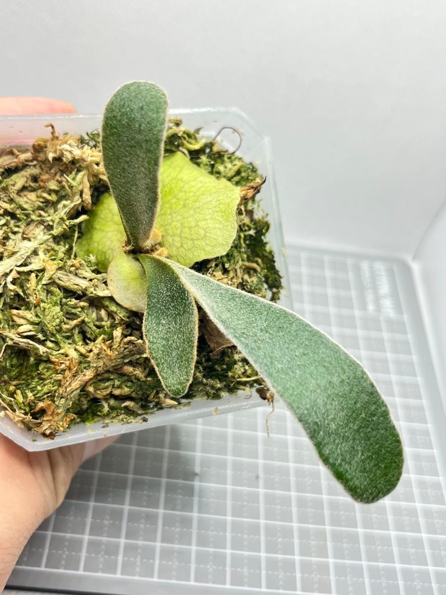 初上陸・最高峰」ビカクシダ AR x AR x AR spore｜Yahoo!フリマ（旧