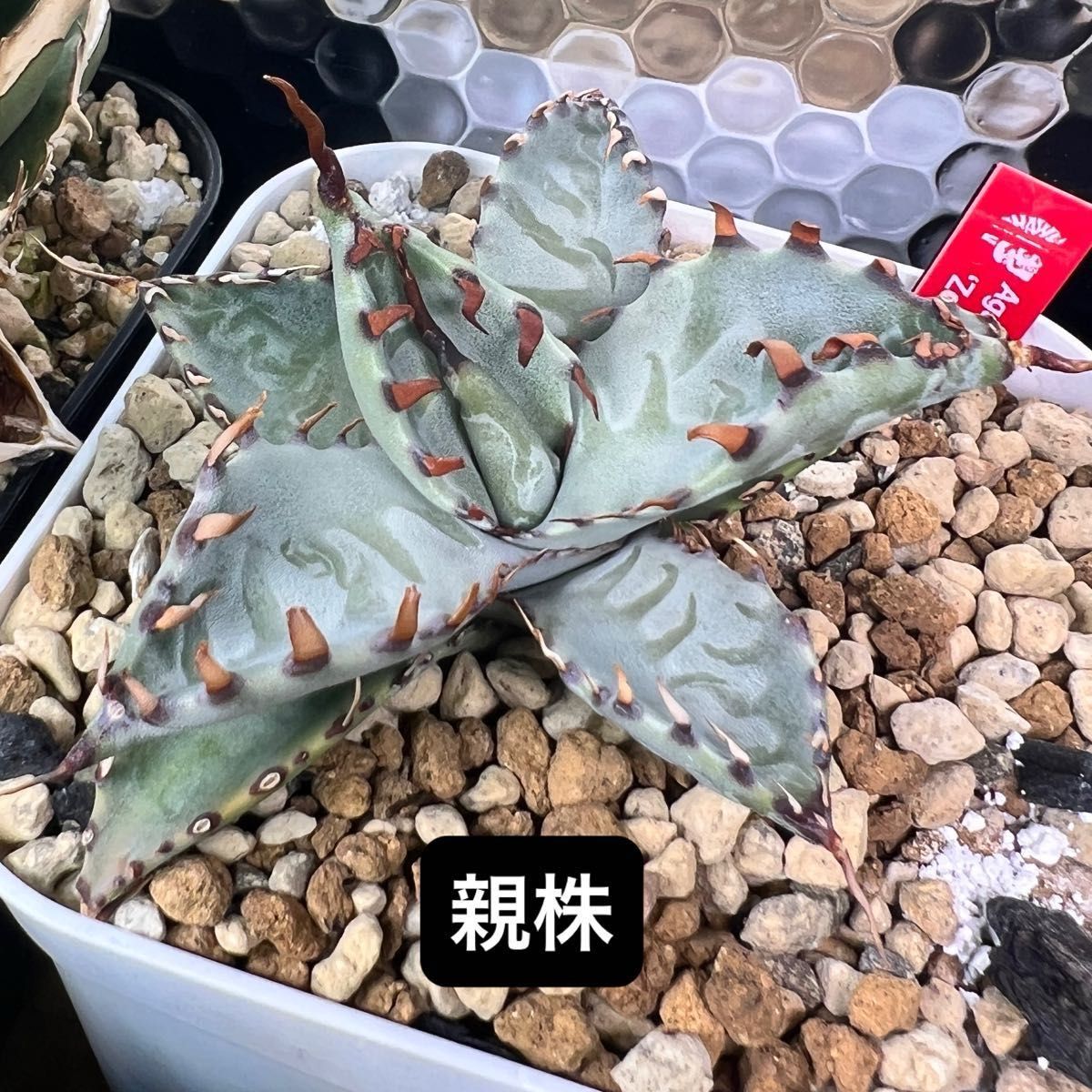 子株】アガベ ゼブラ スクエアトゥース agave zebra square ゼブラ