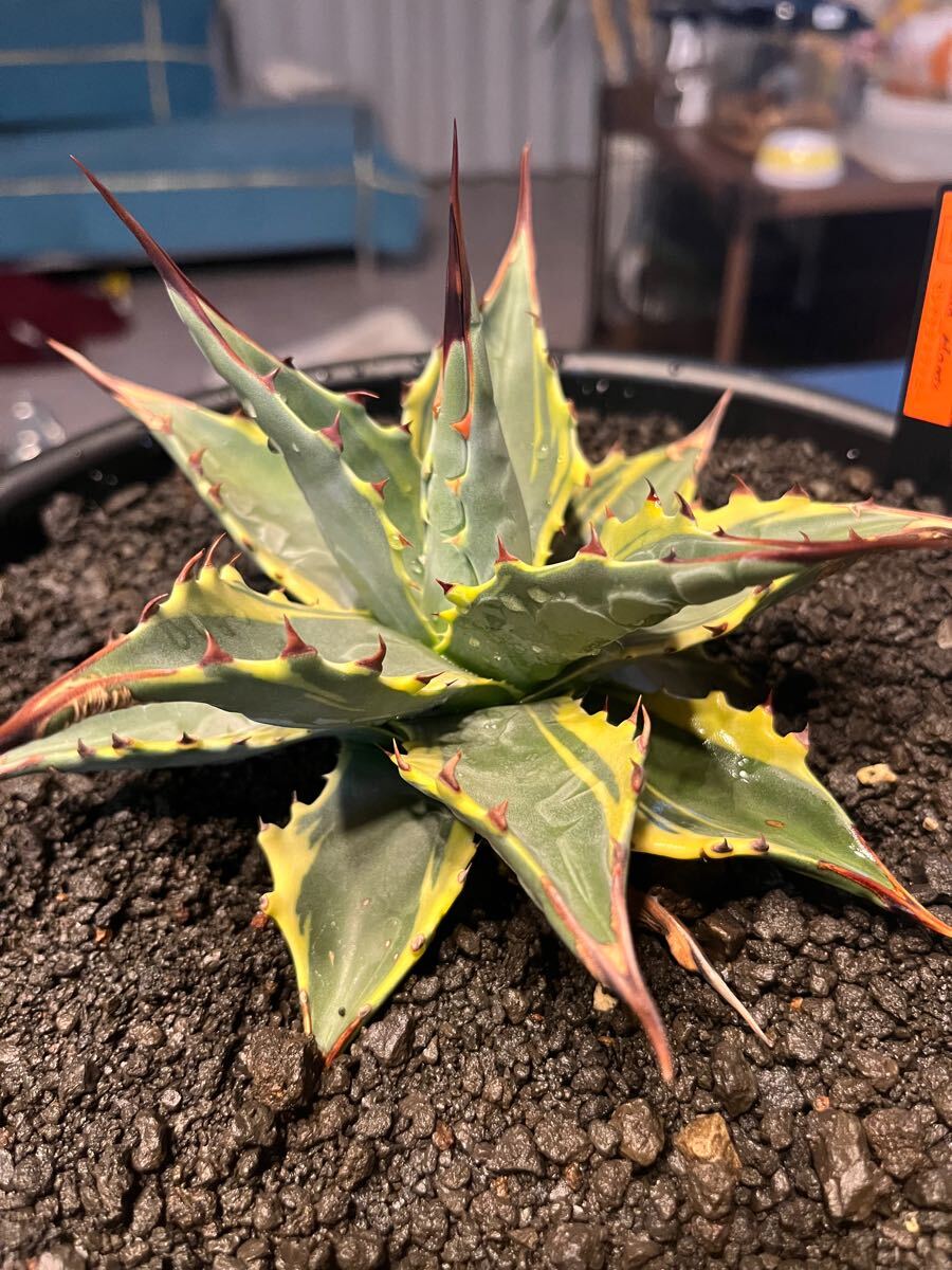 Yahoo!オークション - アガベモンタナティファニー子株 希少