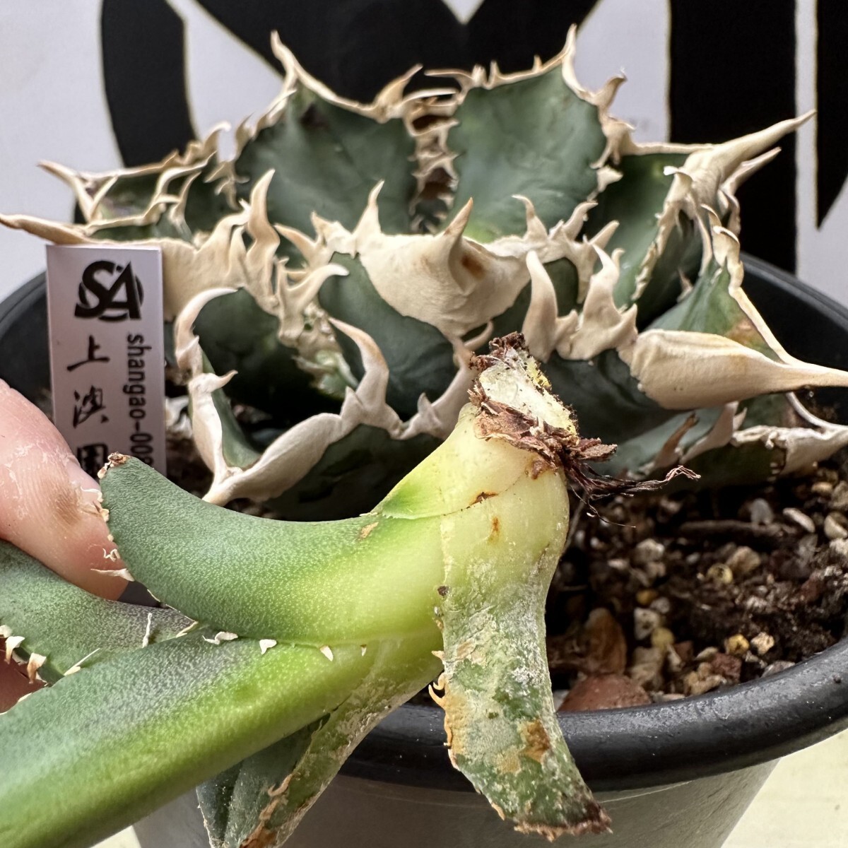 Yahoo!オークション - 185OC【上澳園芸】 アガベ チタノタ shangao-008