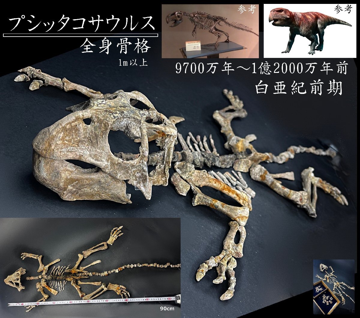 Yahoo!オークション - 激レア【1億年前生きていた恐竜全身化石】プシッ