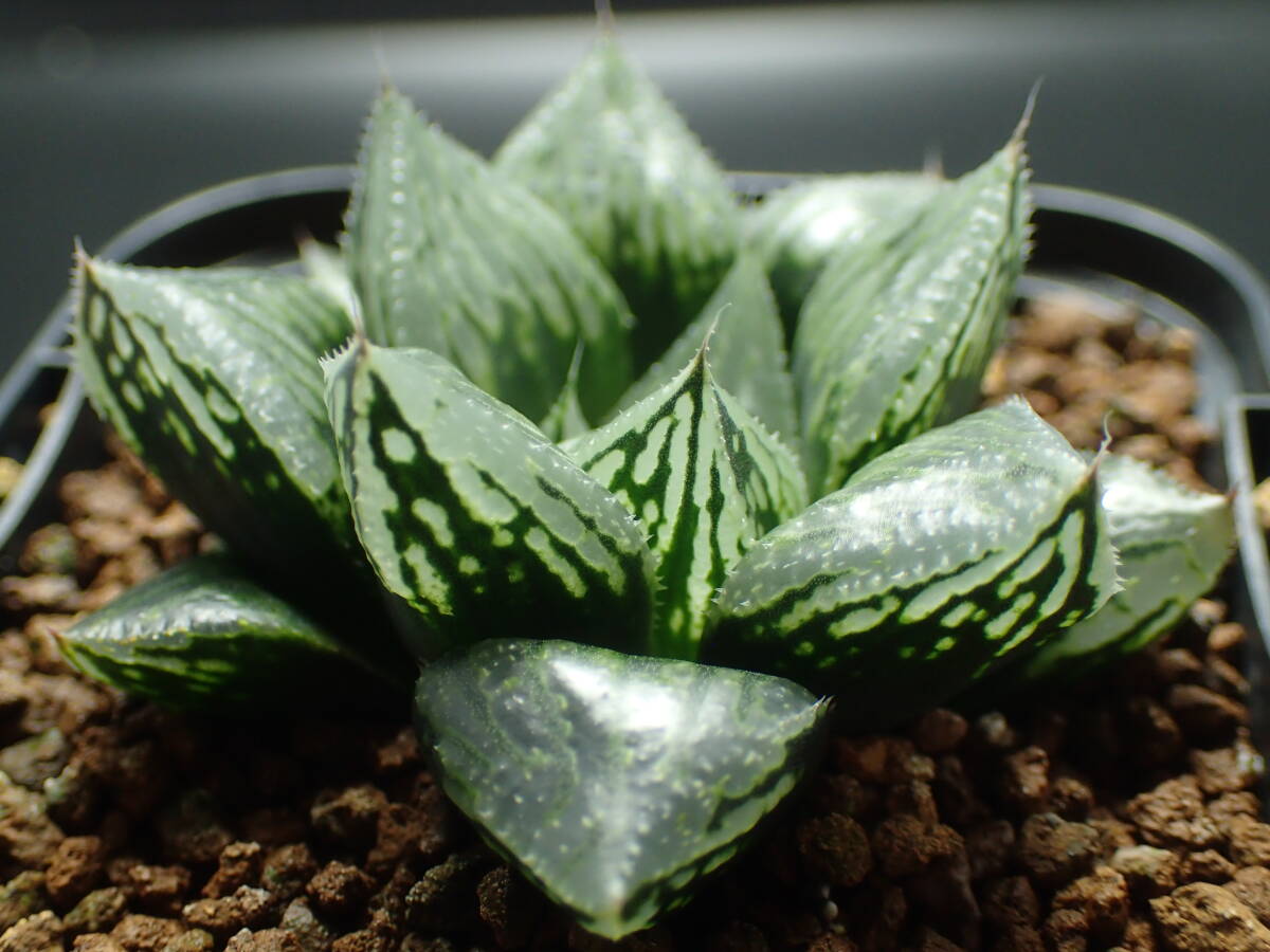 Yahoo!オークション - 2 ハオルチア 多肉植物 ナイルの一滴