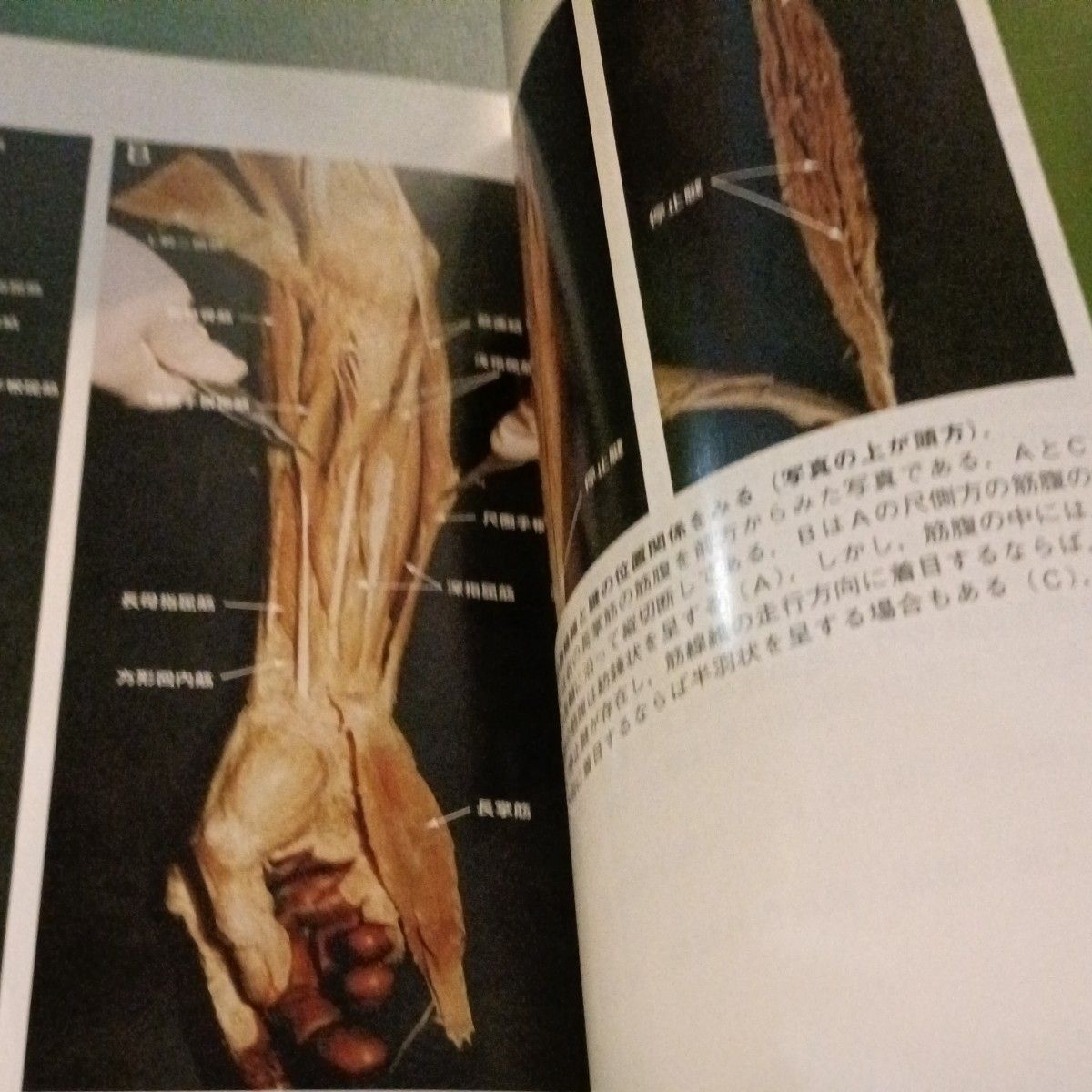 骨格筋の形と触察法 河上敬介／編集 小林邦彦／編集 河上敬介／著 磯貝