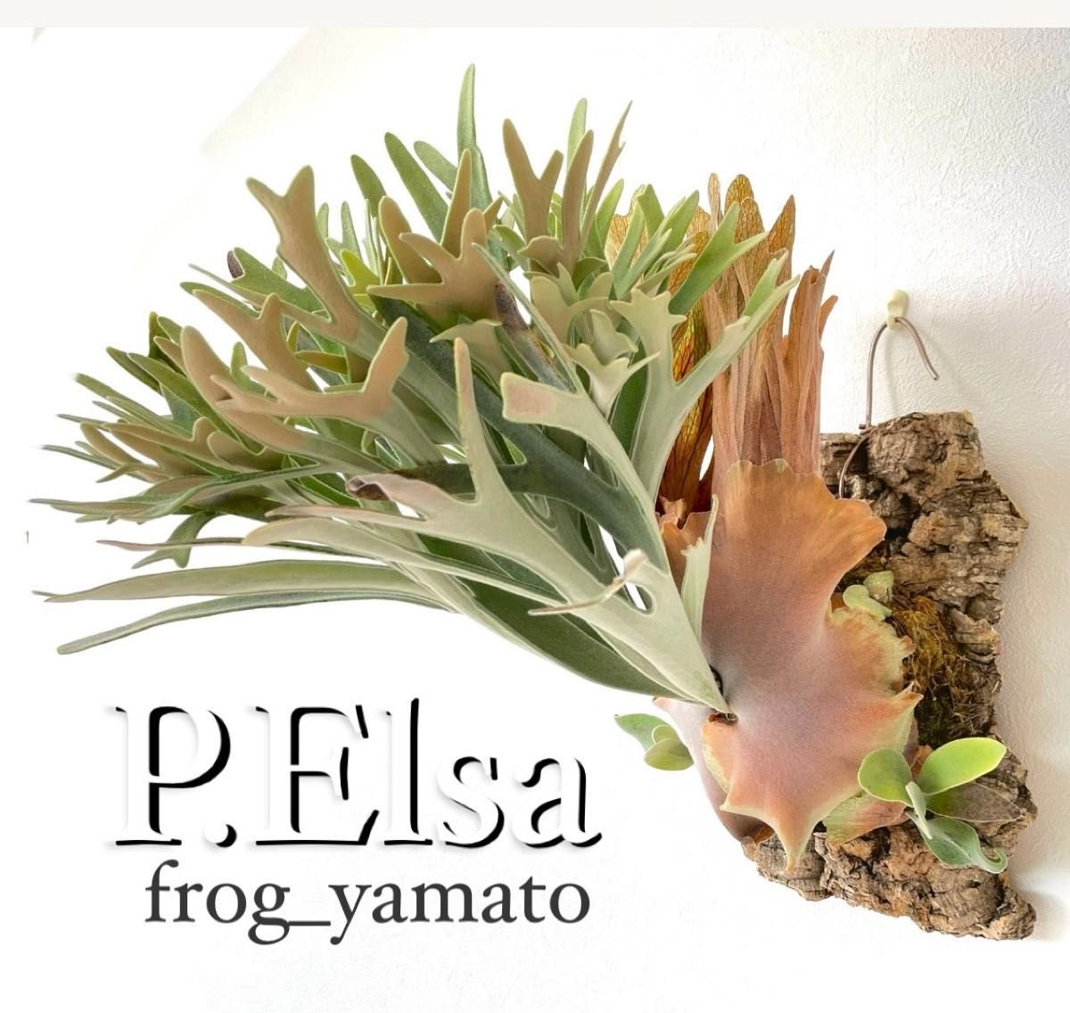 オリジナル P Elsa エルサ Snow Queen F307 ビカクシダ oc pup 子株