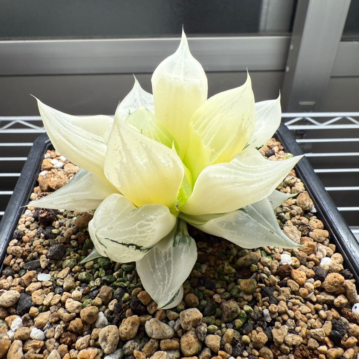 Yahoo!オークション - 多肉植物 ハオルチア 裏般若錦 全斑向き 立派親