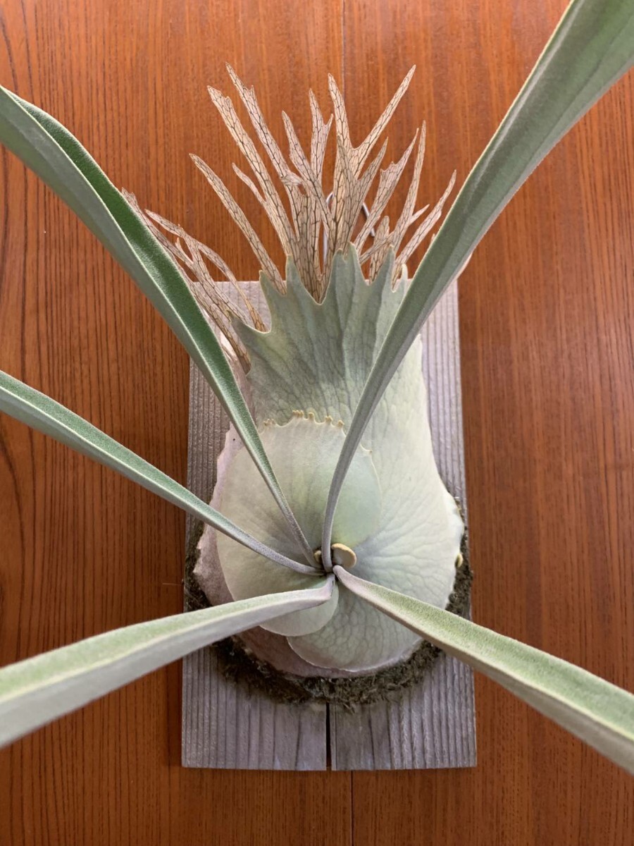 Yahoo!オークション - P.veitchii Limited species 3rd edition (ビー