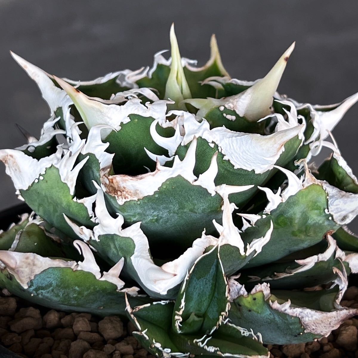 Yahoo!オークション - アガベ チタノタ ' 白狂刺 ' agave titanota '