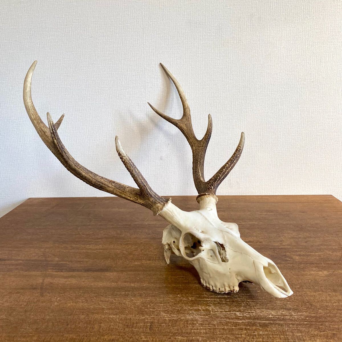Yahoo!オークション - 頭骨付きの鹿の角 壁飾り 大型 ハンティングトロ