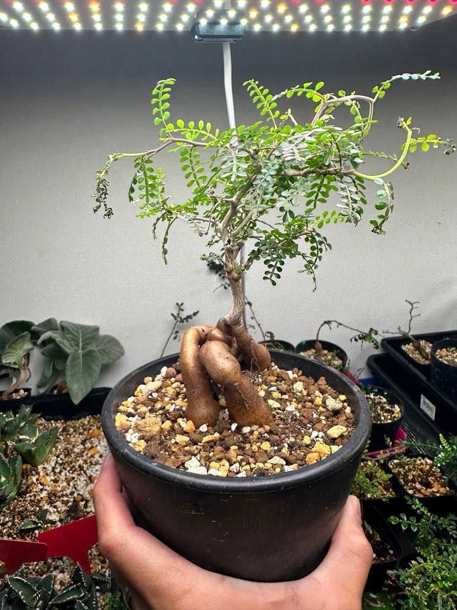 実生6年 オペルクリカリア パキプス｜Yahoo!フリマ（旧PayPayフリマ）