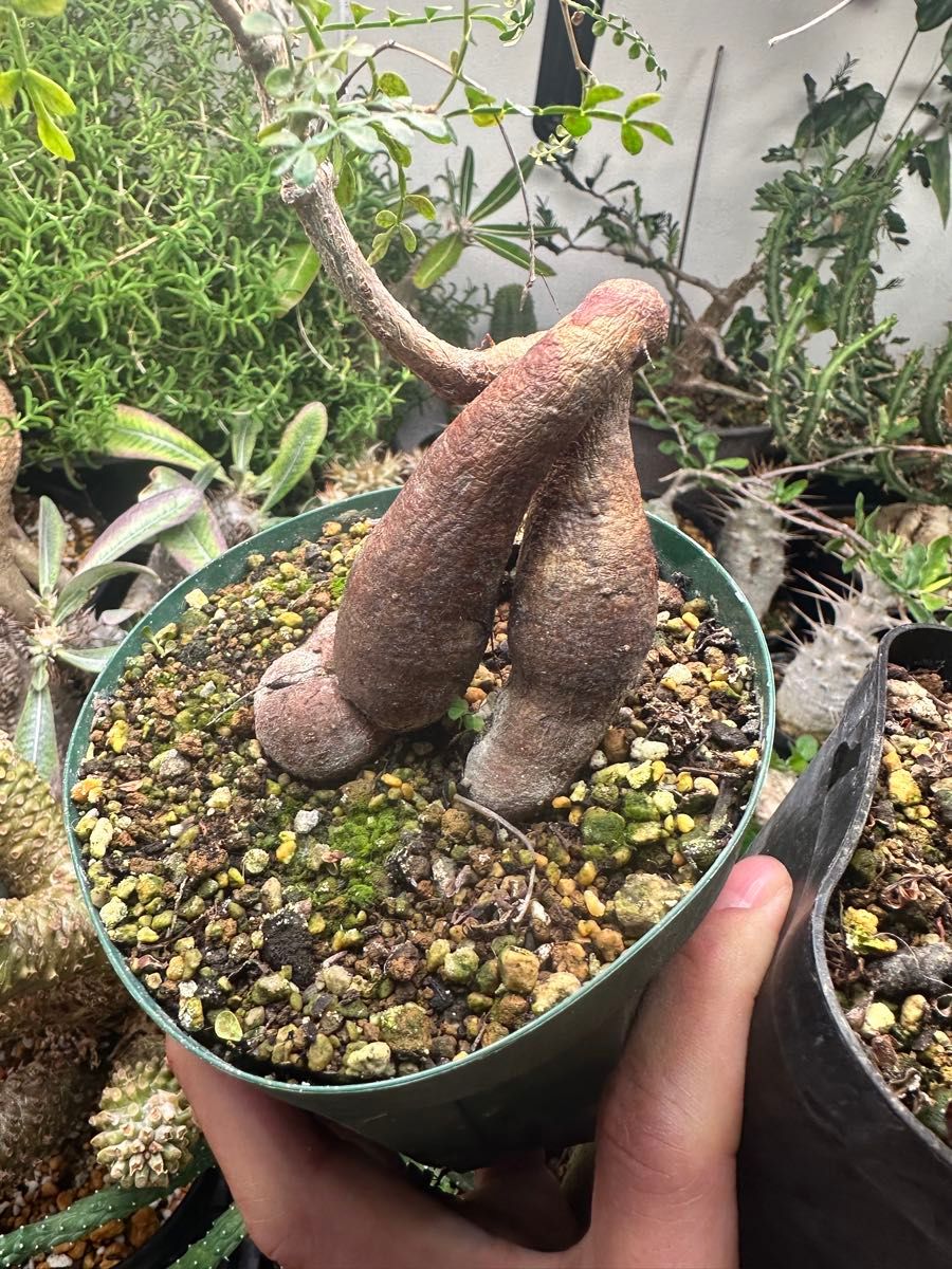 実生6年 オペルクリカリア パキプス｜Yahoo!フリマ（旧PayPayフリマ）